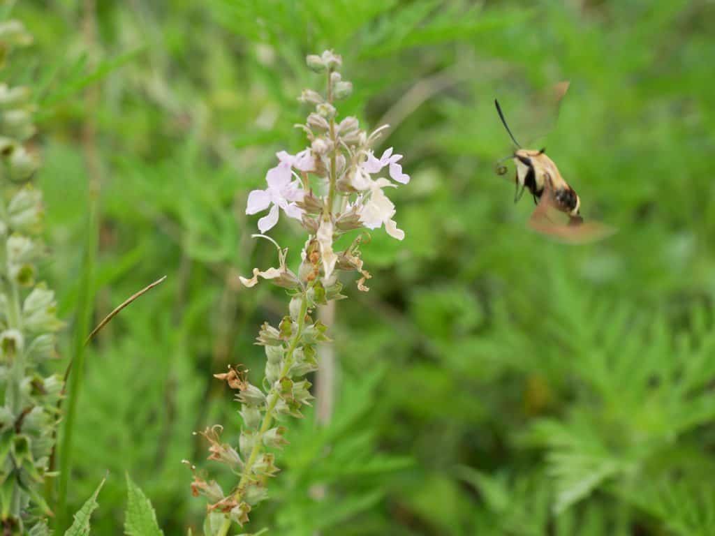 Snowberry Clearwing Hummingbird Moth visiting American Germander flower at Poag Sand Prairie