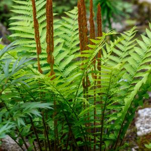Cinnamon Fern (Osmunda cinnamomea)